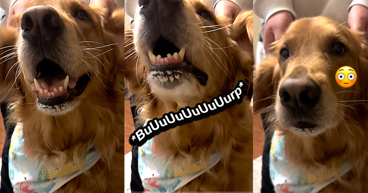 finn-the-golden-retriever-can-burp-on-command-and-it-s-actually