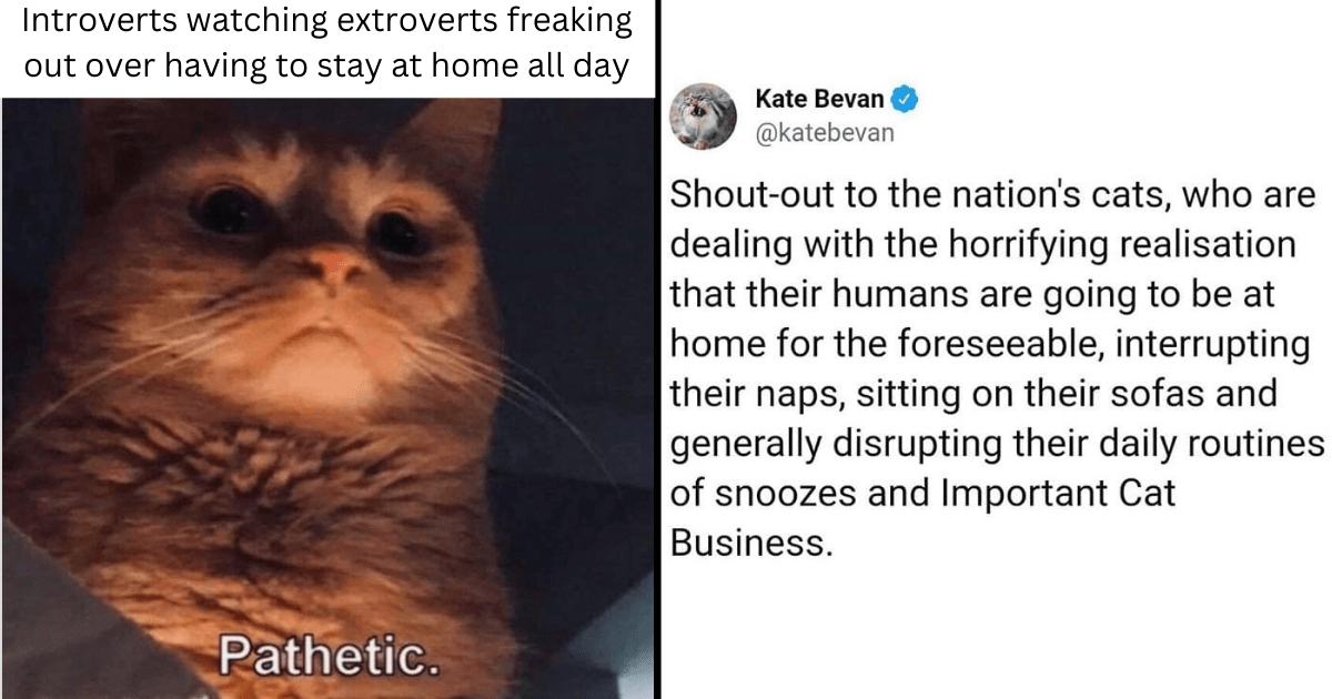 A Carefully Curated Collection Of Quarantine-Themed Cat Memes To Laugh ...