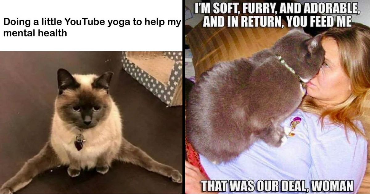 9 Hilarious Cat Memes That Will Put A Smile On Your Face, PetPlace