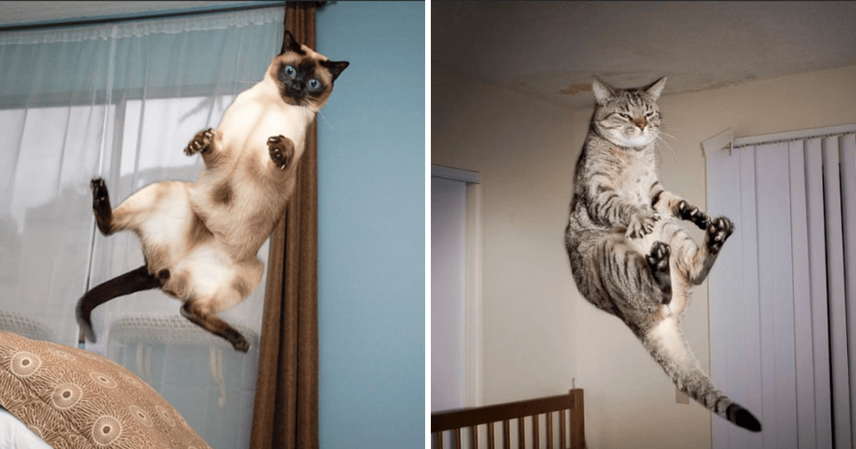 28 Times We Caught Our Incredible In Flight Felines Purrfectly Poised