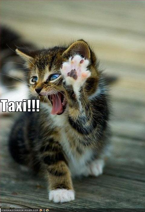Taxi!!! - Cheezburger - Funny Memes | Funny Pictures
