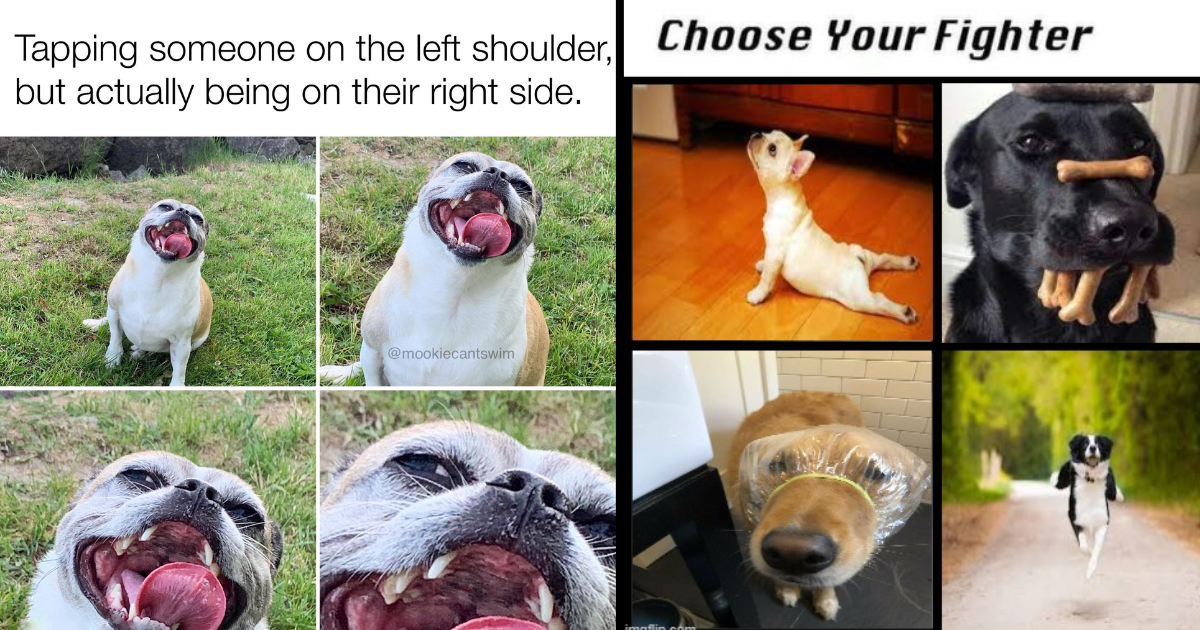 best animal memes of all time