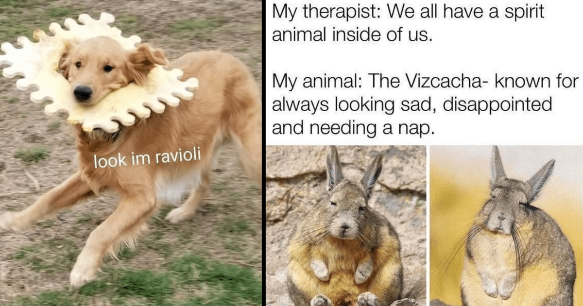 aztrosist_ discusses the revive app animal meme phenomenon. What is i, wake me up dog