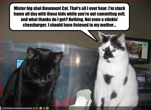 Mister Big Shot Basement Cat That S All I Ever Hear I M