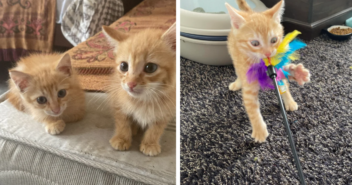 Fabulous Fur Baby Festival 16 Pawdorable Pics Of Super cute Kittens