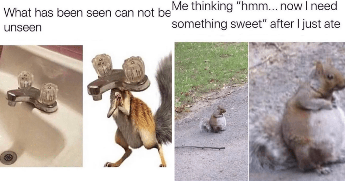 Super Silly Squirrel Supreme 16 Sassy Squirrels Living The Tree Life