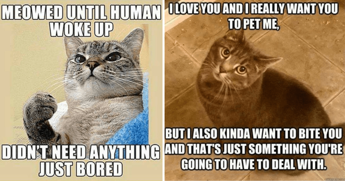 35+ Purrfect Cat Memes For All The Grumpy Cats On Monday Morning (July 3,  2023) - I Can Has Cheezburger?