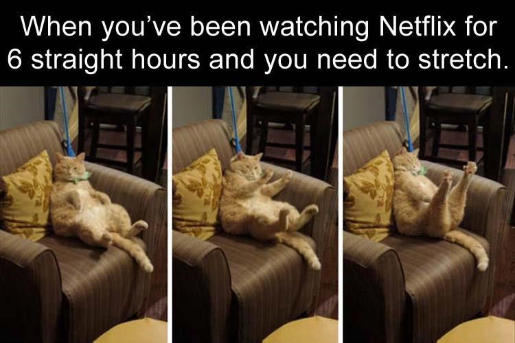 What's On TV Tonight? 12 Funny Cats Watching TV - I Can Has Cheezburger?