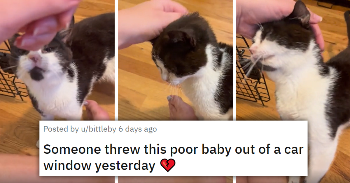 'She Is Just Desperate For Affection', Kitten Who Was Thrown Out Of A