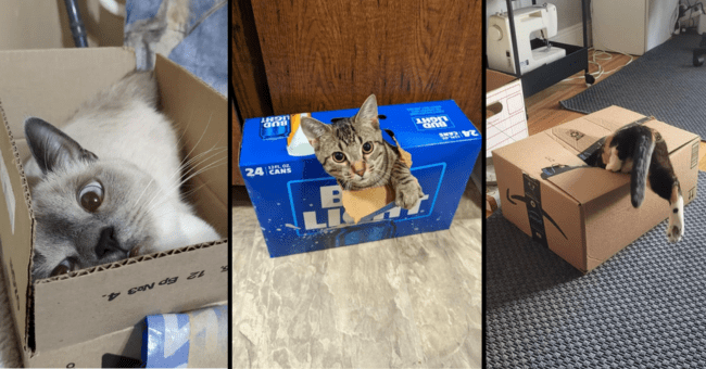 Box of clearance cats