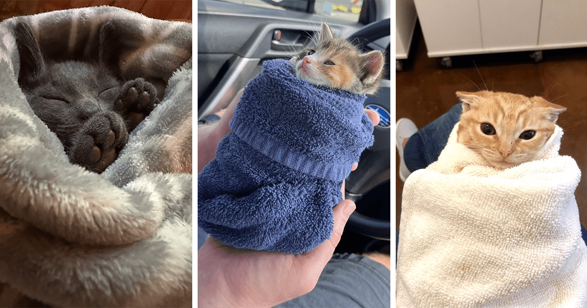 A Snuggle Bundle Of Purrito Cats Wrapped Up To Purrfection (18 Awwdorable Photos) I Can Has