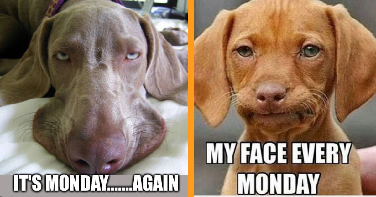 30 Memes For Dog Lovers Who Can't Stand Mondays - Animal Comedy - Animal  Comedy, funny animals, animal gifs