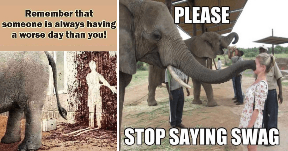 Your Argument Is Irrelephant 24 Entertaining Elephant Memes Because