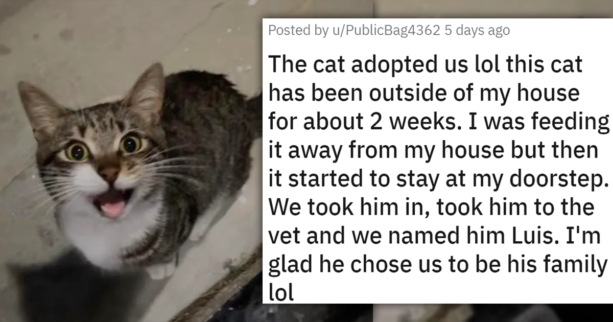 Meet The Newly Adopted Faces Of The Week 19 Wholesome Cat Adoption