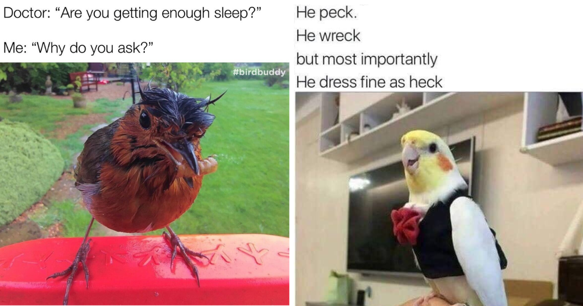 Feathered Avian Dinosaurs Gifting Us With 21 Hilarious Memes Taking ...