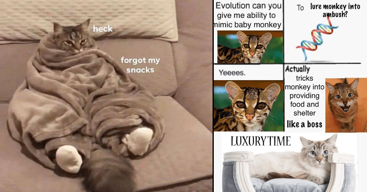 Weekly Treat of Cat Memes For Feline Fanatics (July 5, 2023) Memebase