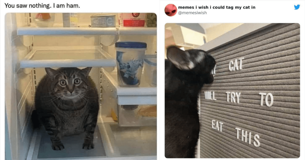 The Cat's Meow: A Claw-some Collection Of 21 Cat Memes To Tickle Your ...