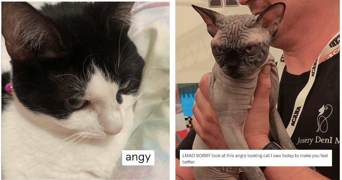 Angry Cat Meme Discover more interesting Angry, Animal, Cat, Cats memes.