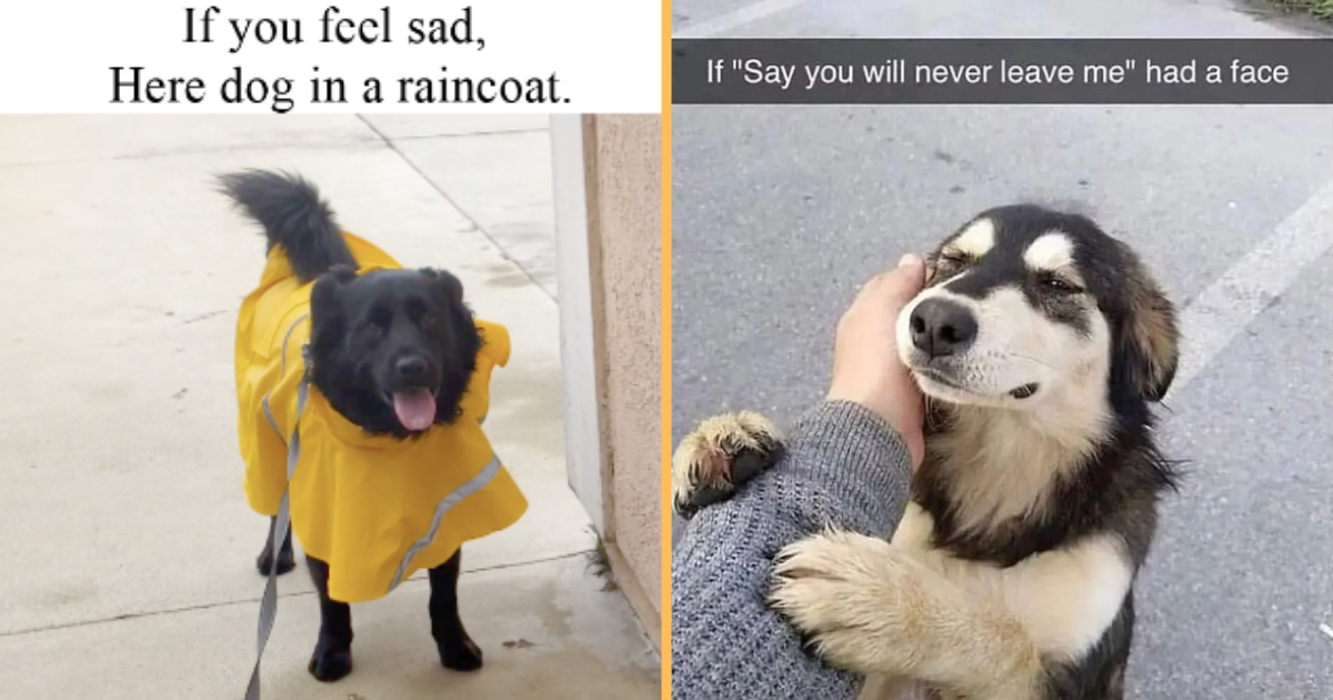25+ Barktastic Emotional Support Memes of Wholesome Doggos (July 7