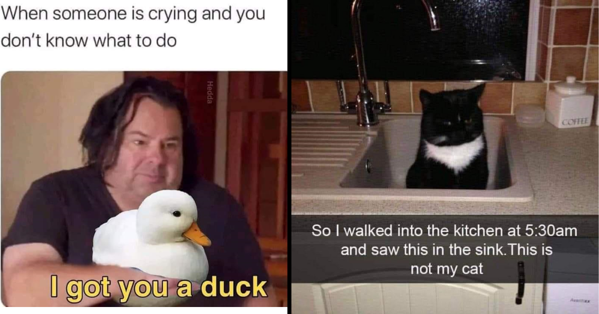 Really Really Funny Memes Funny