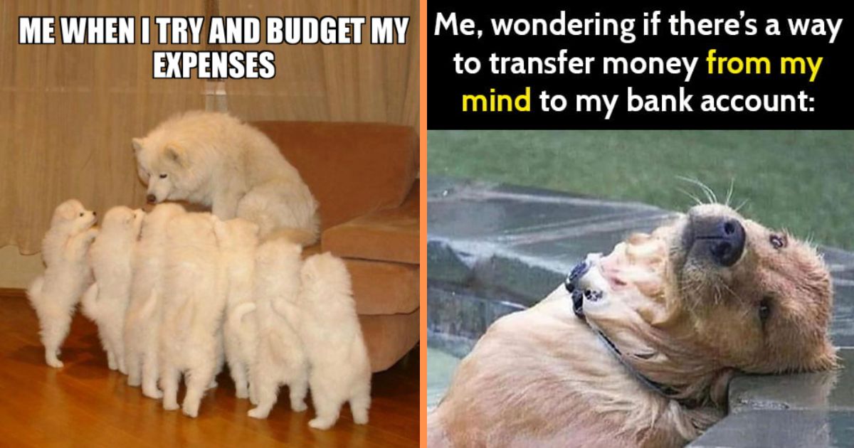 45 More Hilarious Dog Memes To Make Your Day Better - DogTime