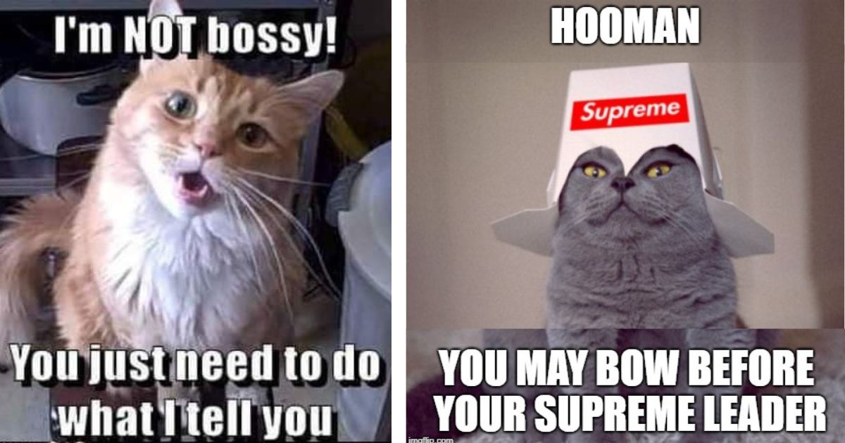 I Can Has Cheezburger? - bossy-memes - Funny Animals Online - Cheezburger