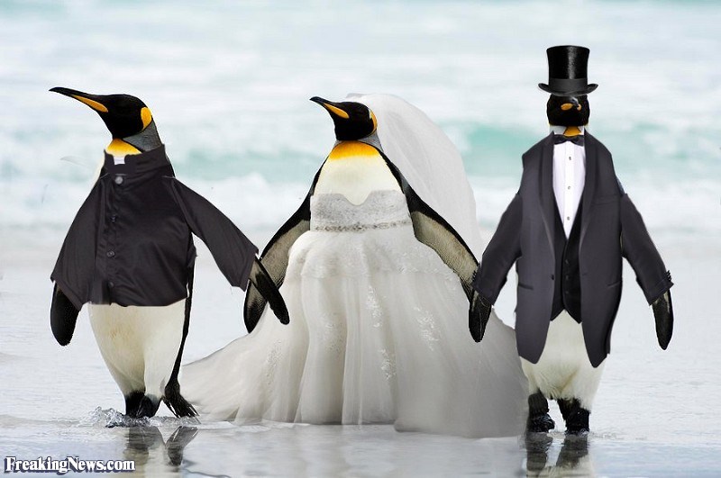 13 Funny Photos Of Penguins That Will Add More Awesomeness To Your