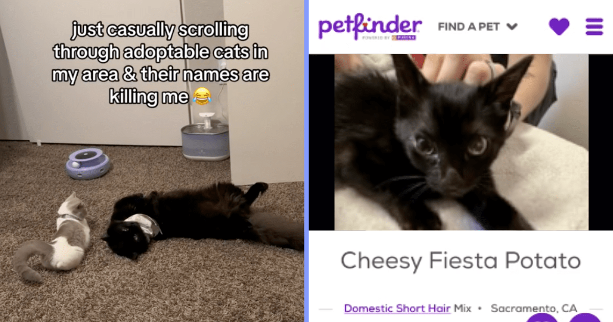 Petfinder cat 2024