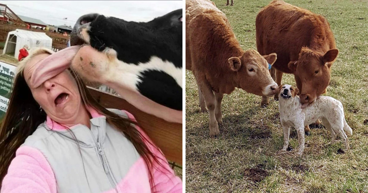 20 Totally A-moo-sing Pics & Gifs Of Cows Licking Literally Everyone ...