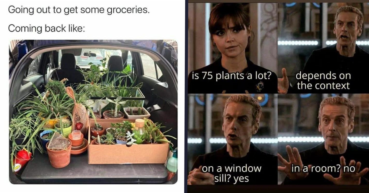 35+ Plant Memes for House Ivy Devotees and Cacti Connoisseurs