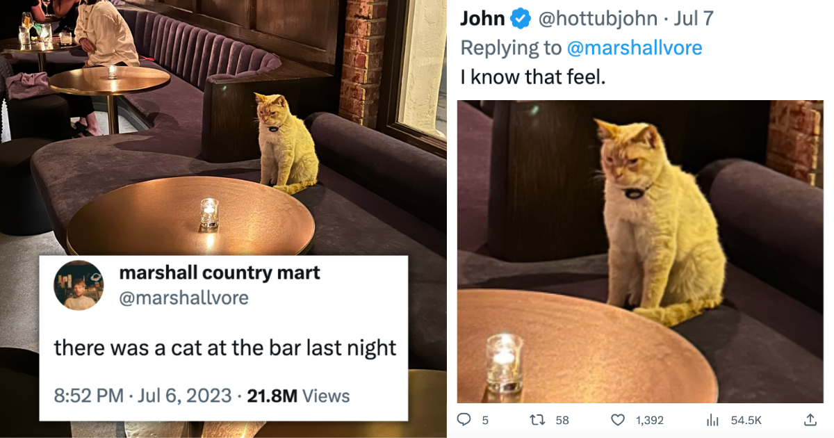 So A Cat Walks Into A Bar Hilarious Twitter Thread About Famous Bar