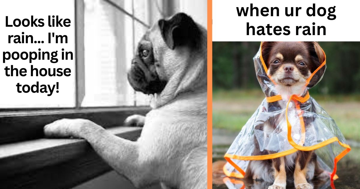 30 Memes Proving Your Dog Might Despise Rainy Weather More Than You Do