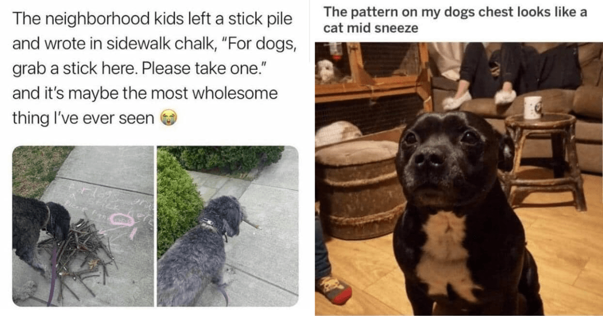 Canine Comedy: 18 Tail-Waggingly Wholesome Dog Memes to Brighten Your ...