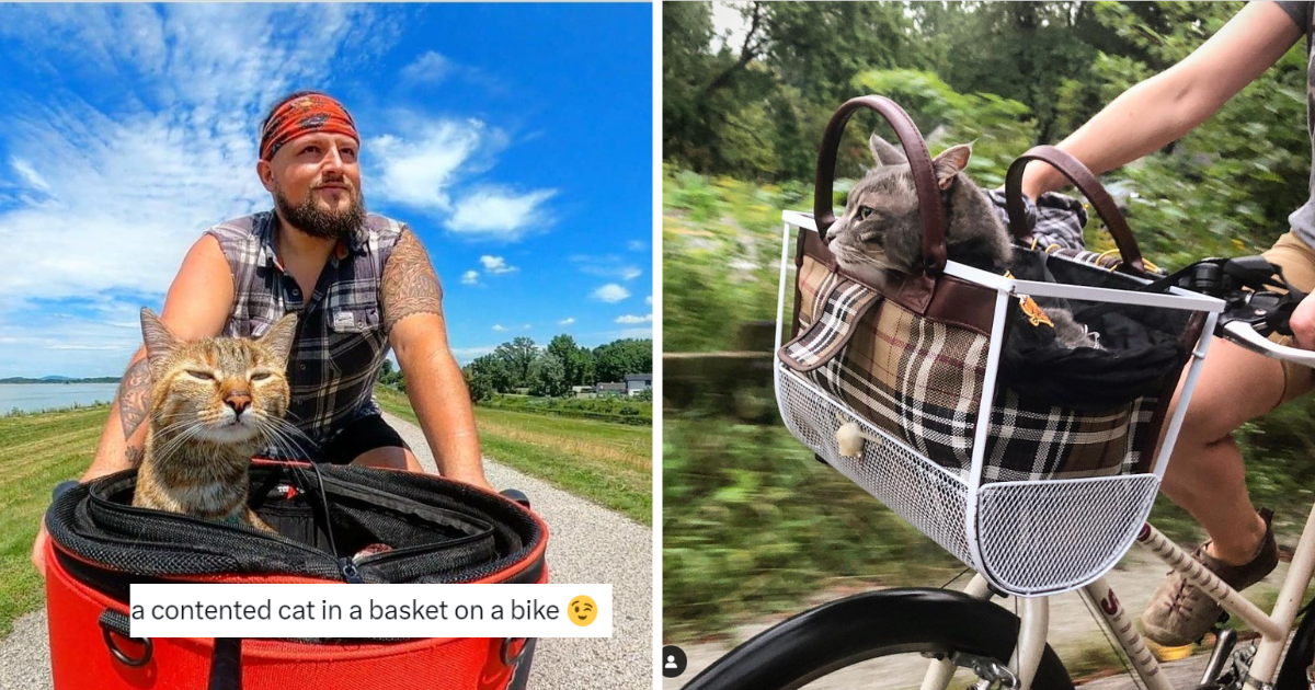 TourdeFeline 22 Wholesome Cute Feline Bicyclists That Love The