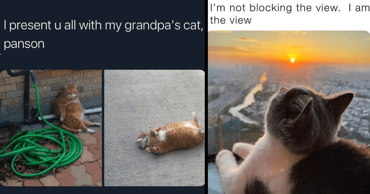 Hey Pandas, Create A Grumpy Cat Meme (Closed)