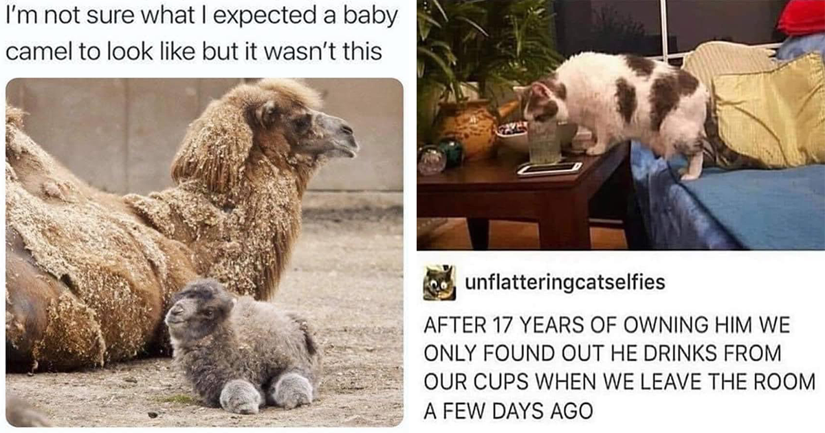 Wake Up And Enjoy A Cup Of Coffee With Fresh Animal Memes (July 19 ...