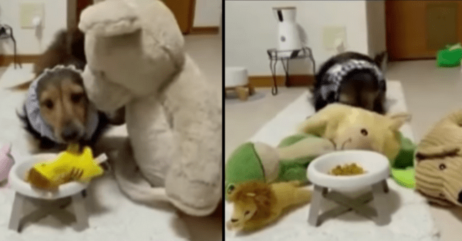 Internet In Love With Dog Who Shares Half His Food With Favorite Soft Toy