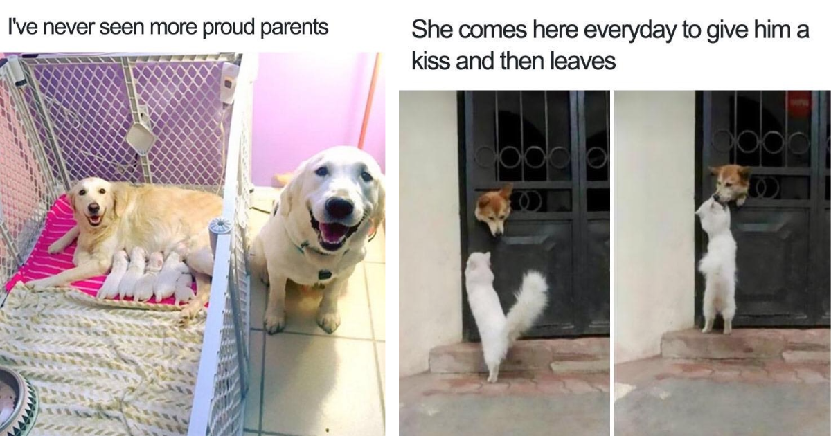 Pawsome Positivity: 21 Tail-Waggingly Wholesome Dog Memes - Animal Comedy -  Animal Comedy, funny animals, animal gifs