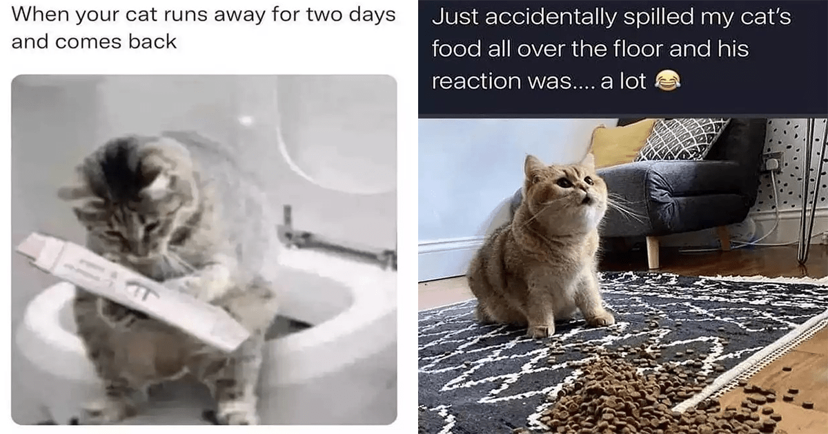 Time For The Caturday Partay To Begin: The Funniest Cat Memes Of The ...