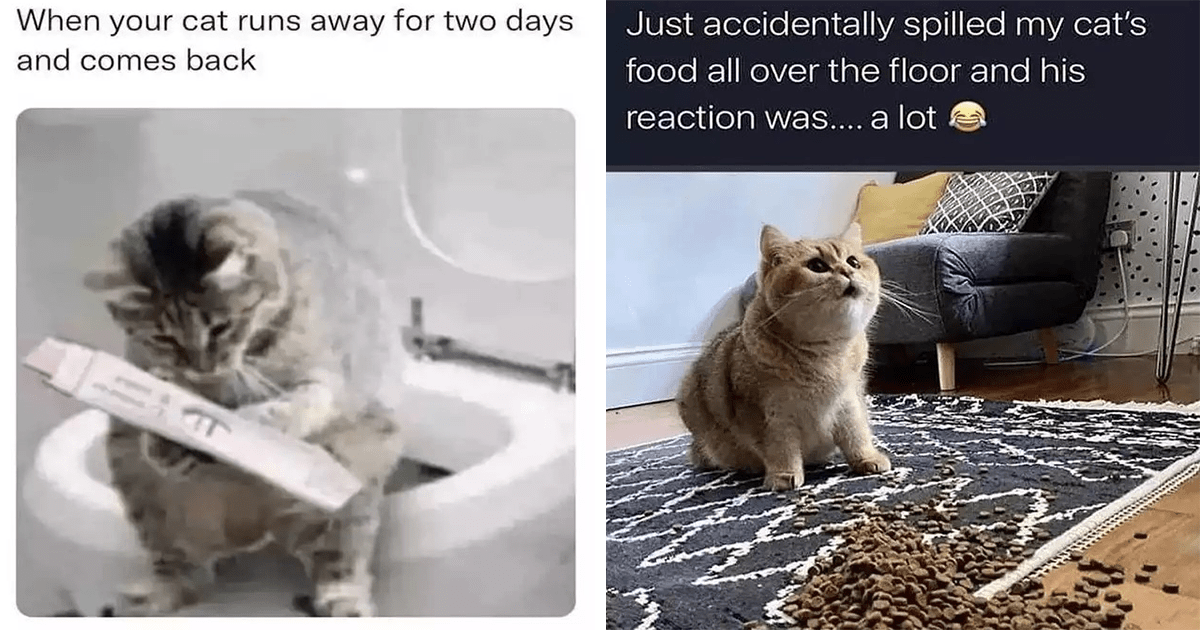 Funny Cats Caturday