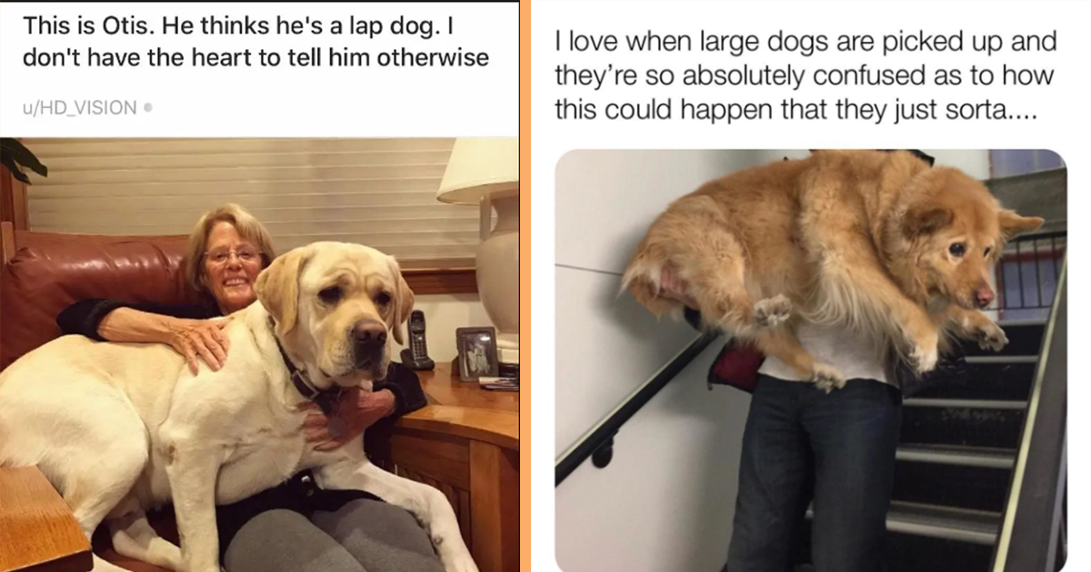 25 Big Hearted Memes for Large Dog Moms and Dads - Animal Comedy ...