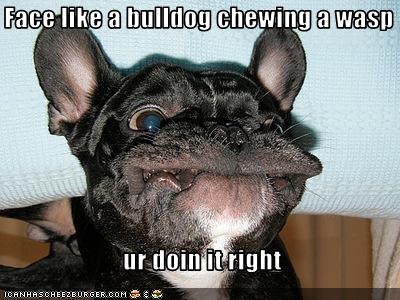 Face like a bulldog chewing a wasp ur doin it right - Cheezburger