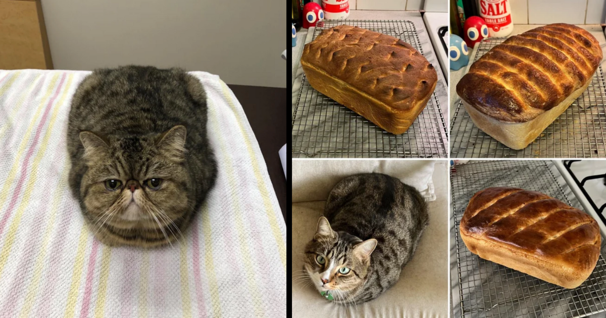 Cat baking clearance bread