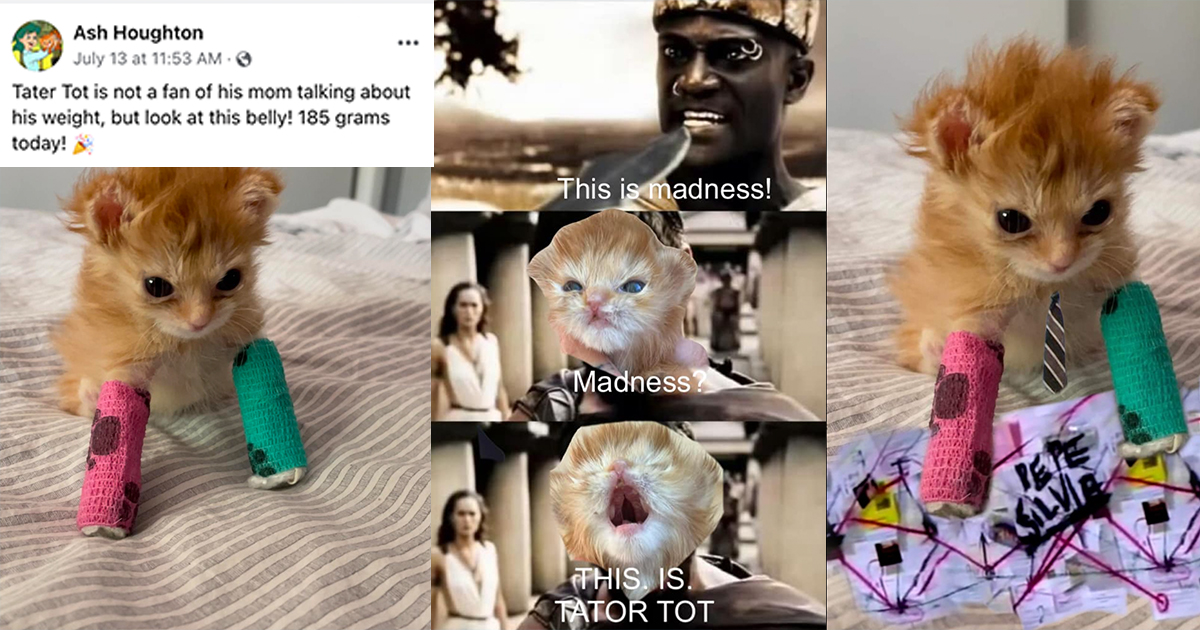 Memes of a Smol BraincellLess Orange Kitten Named Tater Tot Have