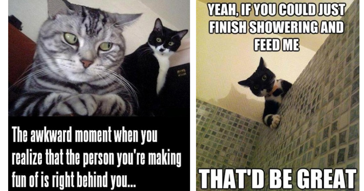 Purrfectly Hilarious 21 Cat Memes For A WhiskerTickling Good Time I
