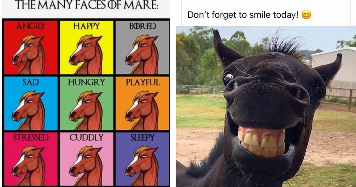 Galloping Giggles 22 Horse Memes Straight from the Horse's Mouth