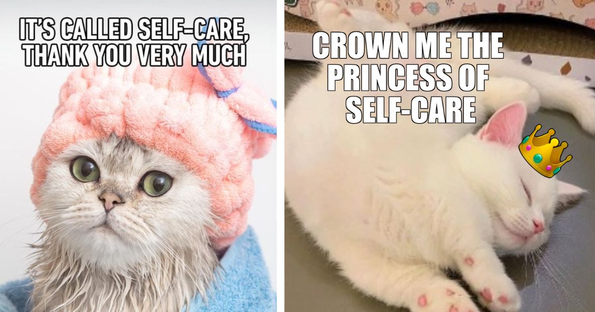 Treat Yourself With Some Funny Cat Memes - I Can Has Cheezburger?