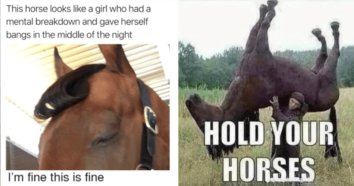 Horsing Around The Internet - 16 Horse Memes Before We Gallop Into The ...