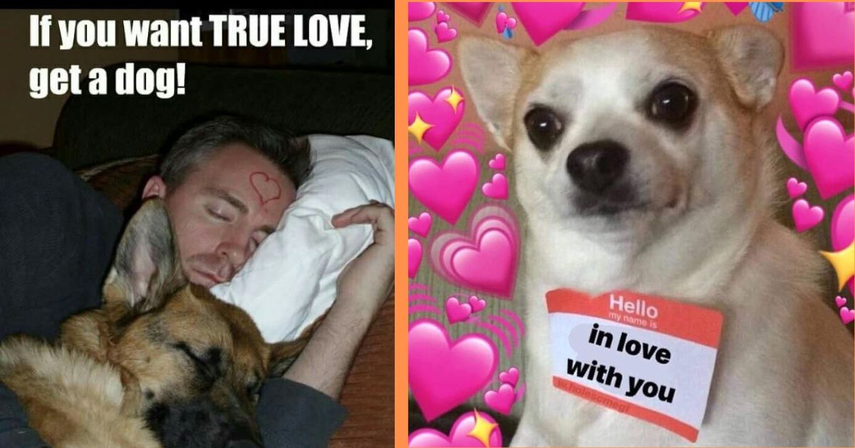 cute animal love memes