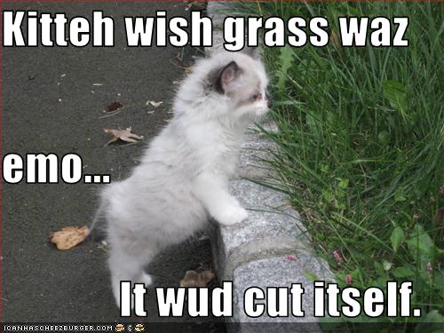 Kitteh Wish Grass Waz Emo It Wud Cut Itself